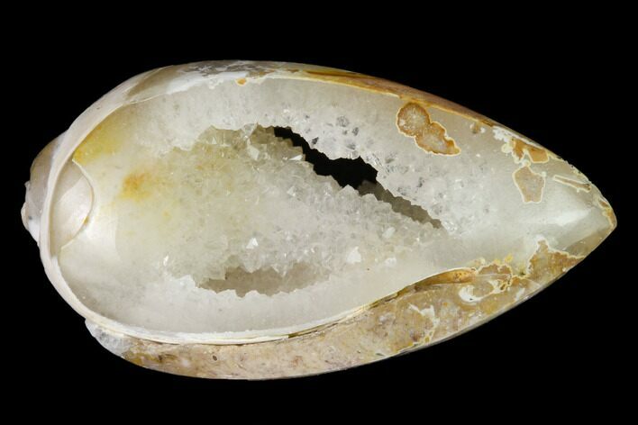 Chalcedony Replaced Gastropod With Druzy Quartz - India #166271